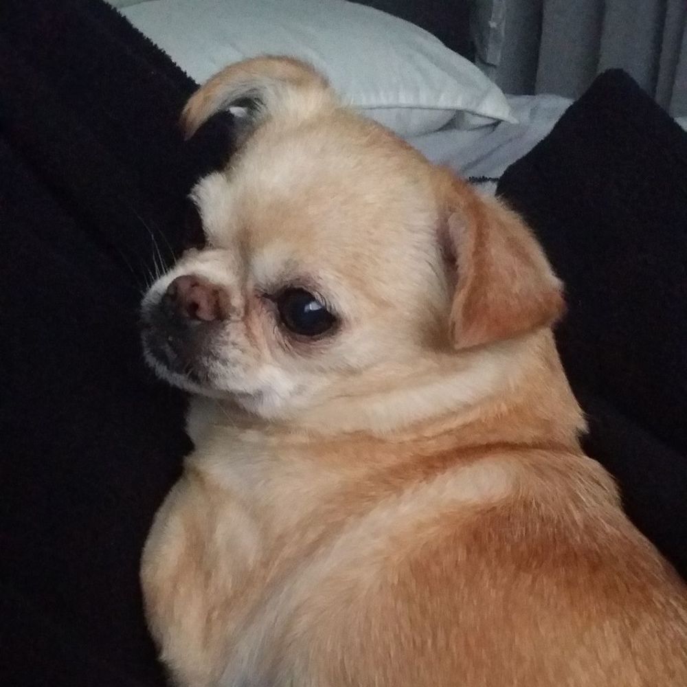 Meet your Posher, Kris